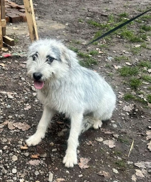 Momo, hübsches Hundefräulein sucht ihr Zuhause  Bild 6