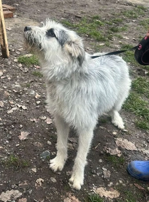 Momo, hübsches Hundefräulein sucht ihr Zuhause  Bild 8