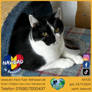 Katze Navid sucht tolles Zuhause