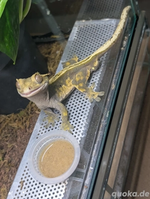Kronengecko Männchen abzugeben 