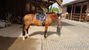 Reitbeteiligung gesucht