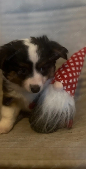 Ein kleiner Mini Aussie Rüde sucht noch seine Familie :)