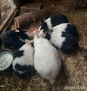 Zwergkaninchen abzugeben