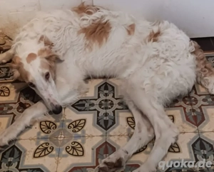 Barsois aus gesundheitlichen Gründen abzugeben! 