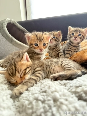 Bengal x Maine Coon  Kitten 