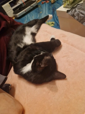 Katze zu verkaufen ultra lieb 