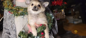 Chihuahua-Welpe (Rüde) 