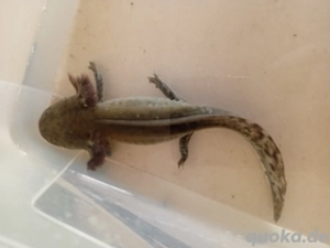 Frühjahr 2025 Axololtl