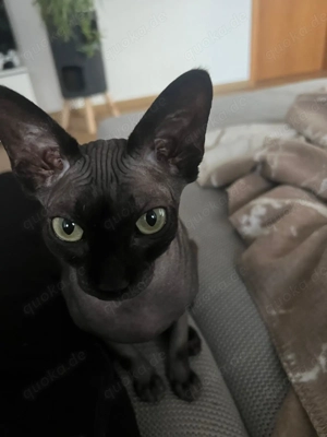 Canadian Sphynx Katze
