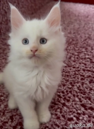 Wunderschöne, liebevolle Katze mit strahlend blauen Augen   