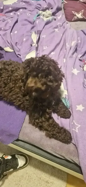 Cockapoo Junghund