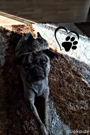 Kleiner Hund mit großem Herz