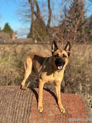 Arbeitsfreudige Malinois-Hündin (4 Jahre) Teils ausgebildet