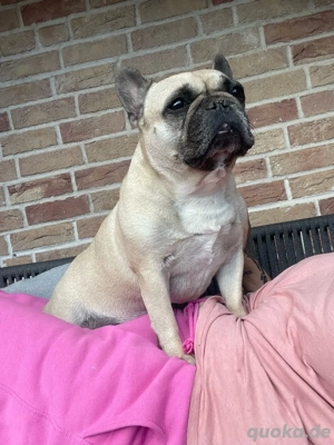 Französische Bulldogge