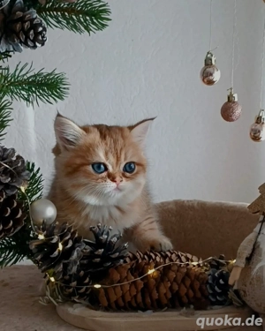 Britisch Kurzhaar Mädchen Gold 