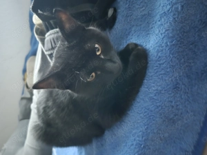  Kleine Kater sucht sein Für-Immer-Zuhause