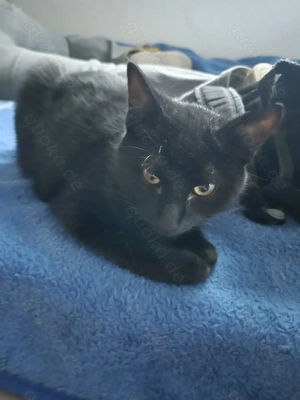  Kleine Kater sucht sein Für-Immer-Zuhause