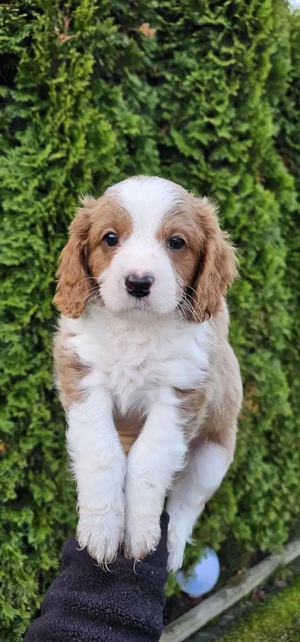 Cavapoo welpen Pudel Cavalier King Charles Spaniel 