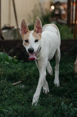 Bonni, geb 02 2024   Ein kleines Wunderkind mit großem Herzen sucht ein Zuhause