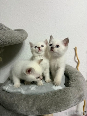 britisch Kurzhaar Kitten 