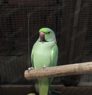 Halsbandsittich Hahn