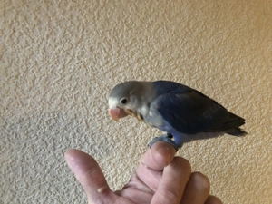  Pfirsichköpfchen Hahn zahm