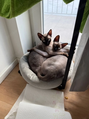 Sphinx Geschwister Zukaufen