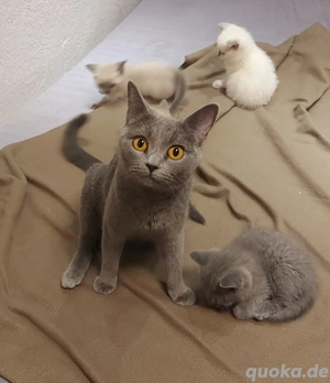 BKH Kitten zu verkaufen. 
