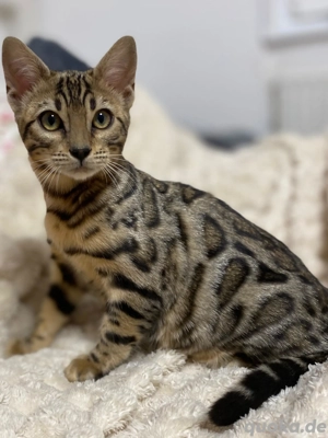 Bengal Kitten Braun weiblich äußert zutraulich und menschenliebend!!