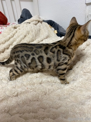 Bengal Jungkatze Braun weiblich äußert zutraulich und menschenliebend!! Bild 8
