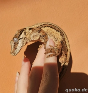 1.0 Rhacodactylus Auriculatus