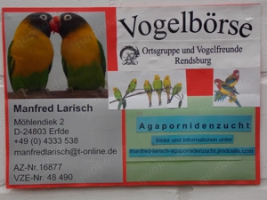 Agaporniden, Schwarzköpfchen, Rußköpfchen, Erdbeerköpfchen