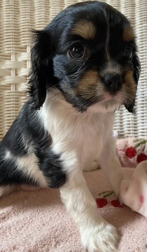 Tricolor Cavalier Hündin 