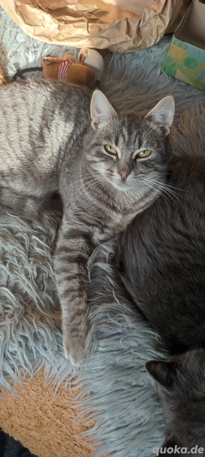   Tolle Kater !!!  6  Monate Heilige Birmamix !  