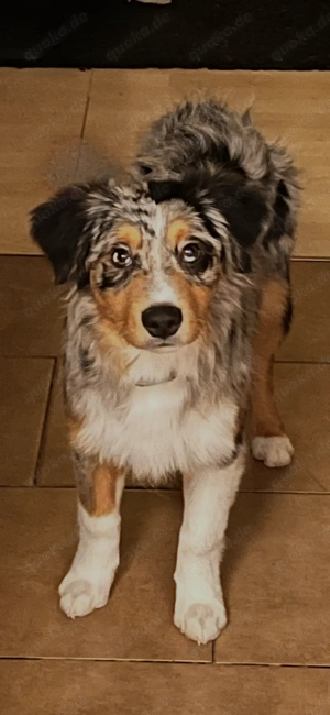 Aussie   Border Bild 2