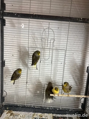 kanarienvögel