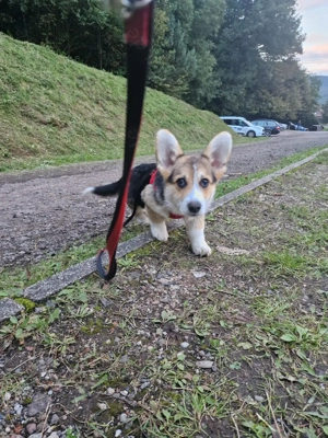 Pembroke Welsh Corgi Rüde