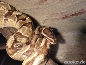 0,1 Königspython wenn gewünscht mit Terrarium 