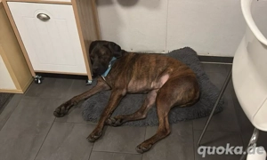 cane Corso Mix Rüde kastriert