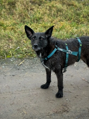 Aida auf Pflegestelle  Bild 4