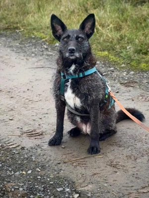 Aida auf Pflegestelle  Bild 5