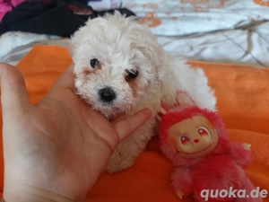 Malteser Weibchen 