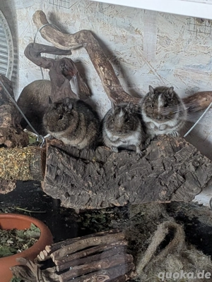 3 Degu Männchen Degugruppe