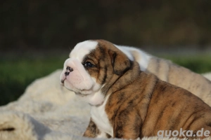 reinrassige englische bulldoggwelpen 