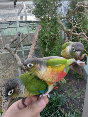 Grünwangen Rotschwanzsittich