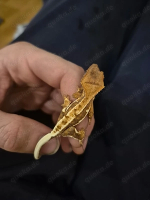 Kronengecko Jungtiere abzugeben  Bild 4