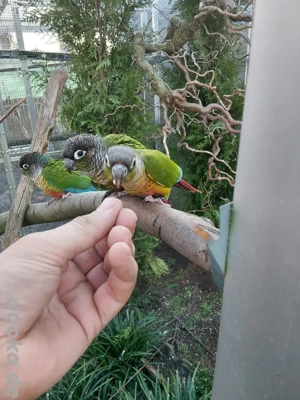 Grünwangen Rotschwanzsittich Bild 3