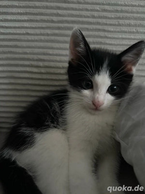 katzenbaby zu verkaufen