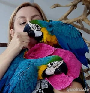 Gelbbrustara Nachzucht 2025