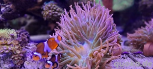 korallen meerwasser Anemone 